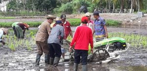 Kapuas Luncurkan Beras Perpaduan Siam-Pulen