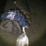 buaya muara serang unggas