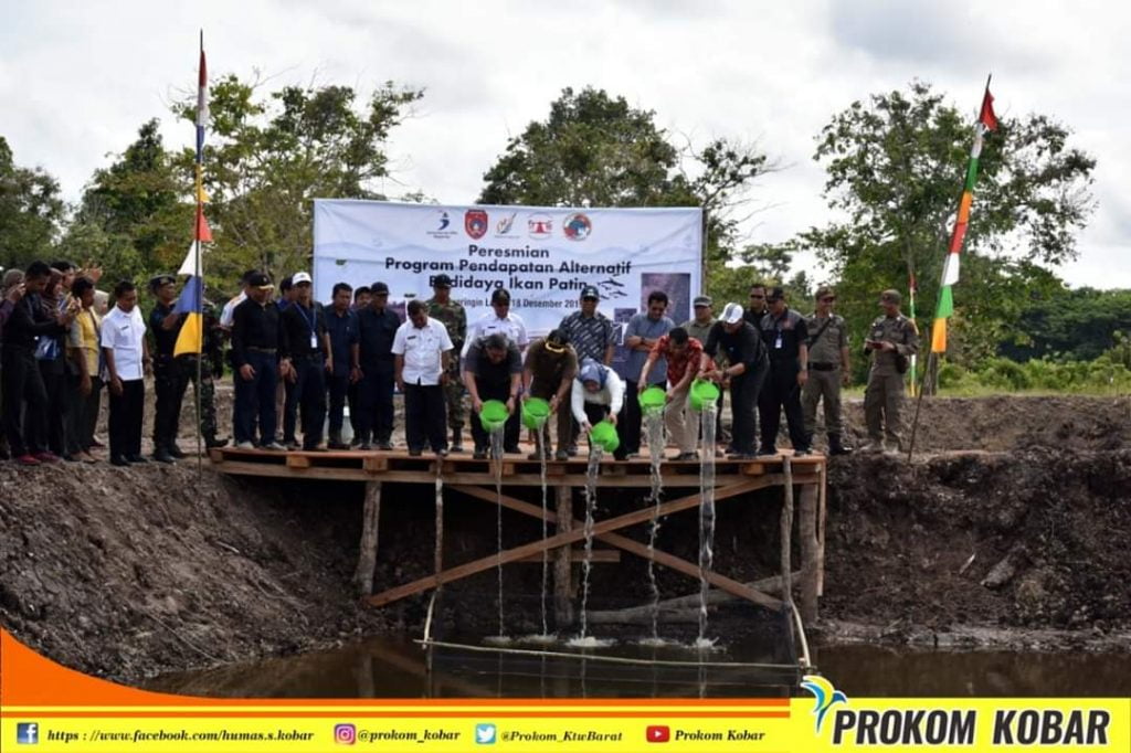 budidaya ikan patin di kobar