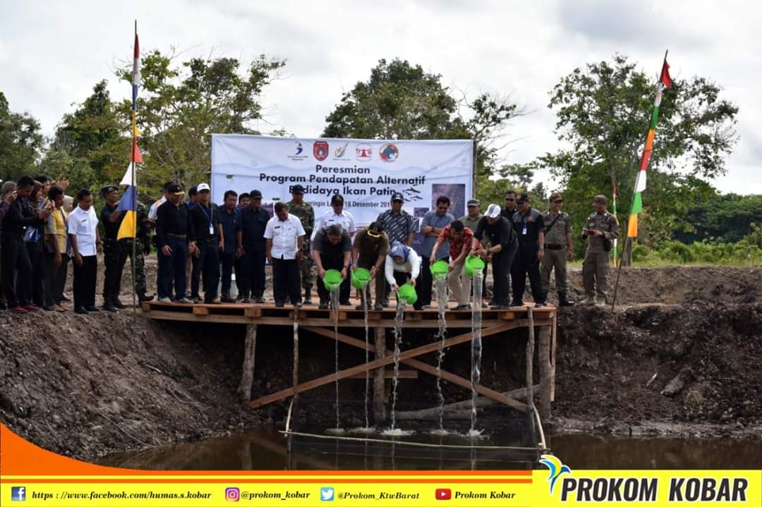budidaya ikan patin di kobar