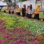 bunga tapak dara di pangkalan bun