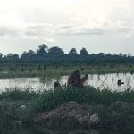 Orang Utan Berkeliaran di Kebun, BKSDA Tolong Amankan