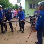 Penangkapan Ular Sanca