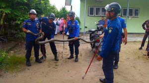 Penangkapan Ular Sanca