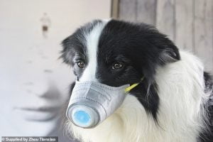Korona, Anjing Pakai Masker