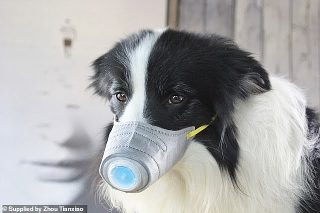 anjing pakai masker