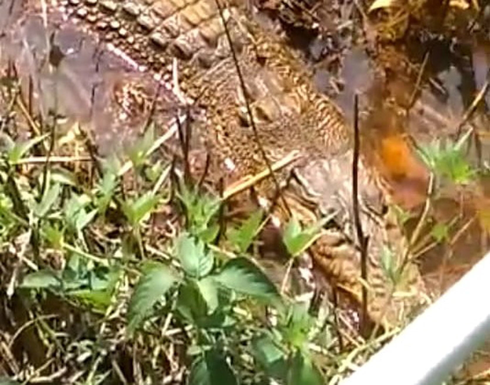 buaya mantaren