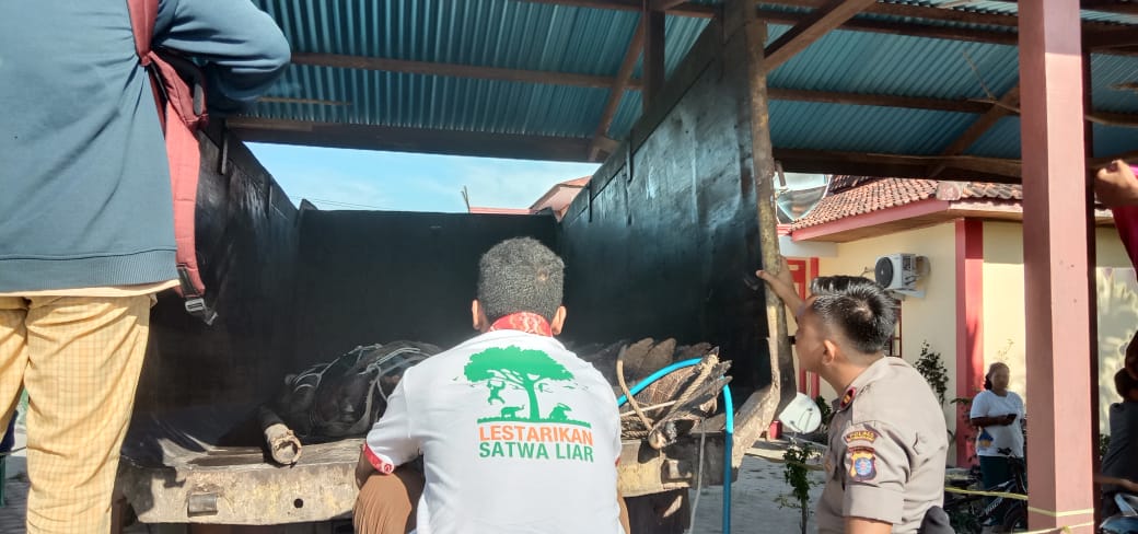 Warga Pangkalan Banteng Tangkap Buaya 5 Meter Warga Pangkalan Banteng Tangkap Buaya 5 Meter