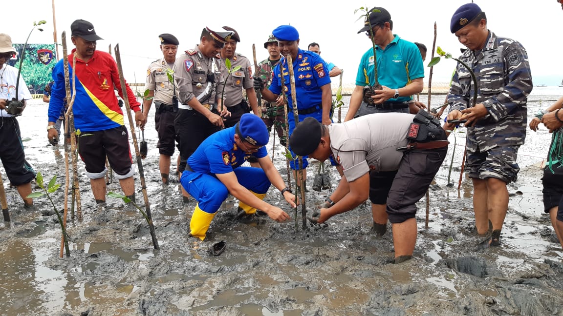 cegah abrasi sungai bakau
