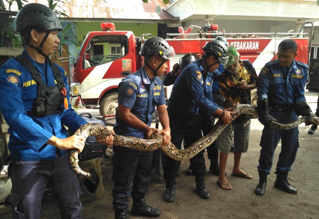 Lagi, Ular Sanca Dievakuasi dari Rumah Warga Sampit