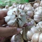 Bawang Putih Impor dari China Disetop, Harga di Pasaran Naik