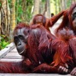 orang utan tanjung puting