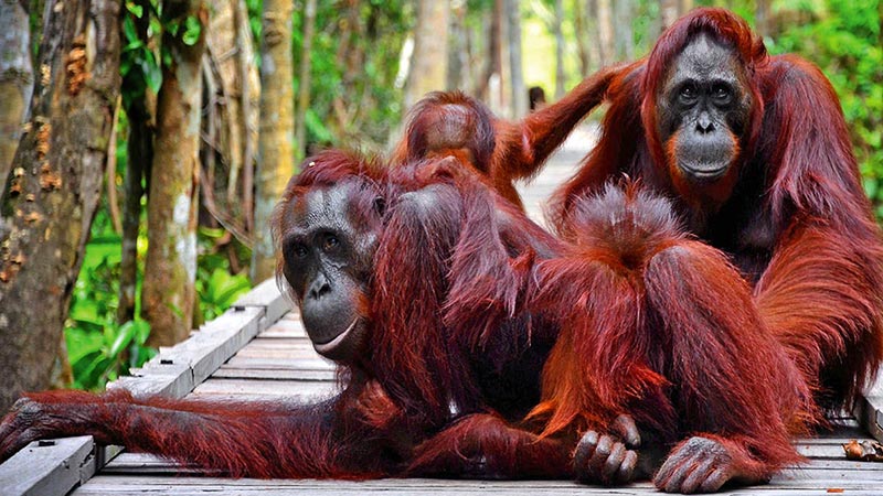 Tanjung Puting Sentral Pariwisata Internasional