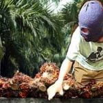 pencuri buah sawit