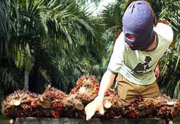 pencuri buah sawit