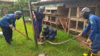 Ngeri! Ular Sanca 3 Meter Mangsa Ternak Warga