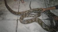Ular Sanca 5 Meter Sembunyi di Atap Rumah