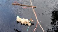 Sepanjang 2020 Terjadi 6 Kali Serangan Buaya di Handil Sohor