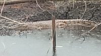 Buaya di Handil Sohor Kerap Menampakkan Diri