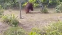 Viral Video Orangutan Raksasa Berkeliaran di Ujung Pandaran