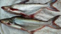 Kuliner Khas Kalteng, Tips Membuat Kandas Sarai Ikan Patin Kuliner Khas Kalteng, Tips Membuat Kandas Sarai Ikan Patin