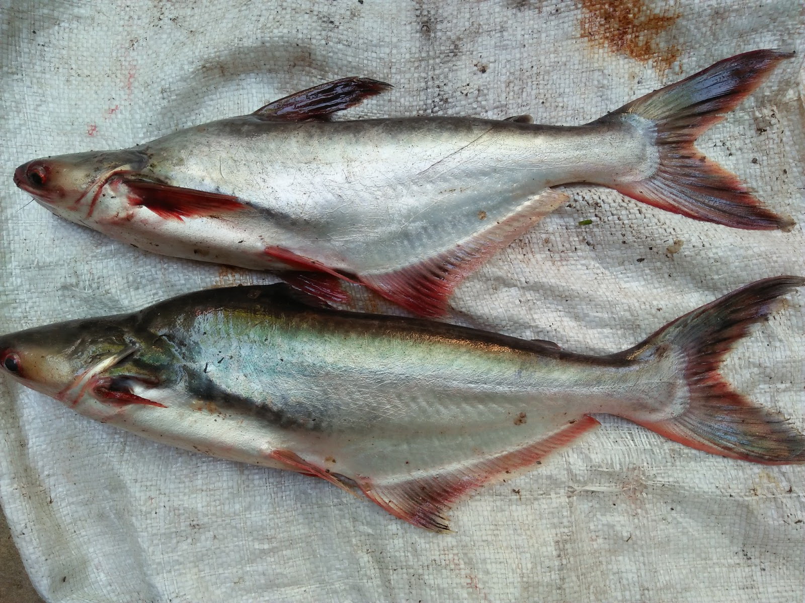 Kuliner Khas Kalteng, Tips Membuat Kandas Sarai Ikan Patin