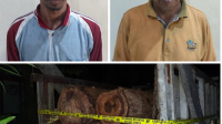 Angkut Kayu Meranti, 2 Sopir Truk Diamankan
