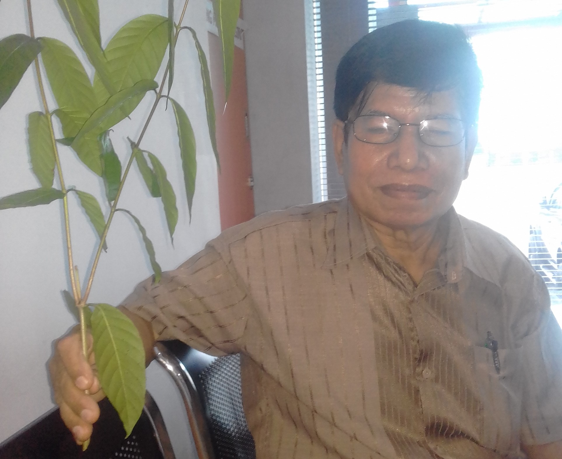 Obat Covid-19, Mantan Dosen Minta Daun Taya Diteliti