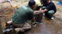 BKSDA Evakuasi Buaya Peliharaan dari Rumah Warga