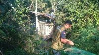 Beruang Madu Rusak Tanaman Buah Warga