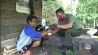 Ditemukan saat Mancing, Bayi Orangutan Diserahkan ke BKSDA