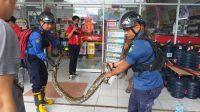 Ular Piton Terjebak di Pipa Pembuangan Toko Retail