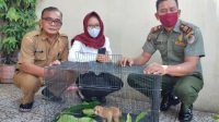 Sempat Dirawat Sehari, Warga Serahkan Kukang ke BKSDA