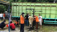 Polres Kobar Sembelih 13 Ekor Hewan Kurban