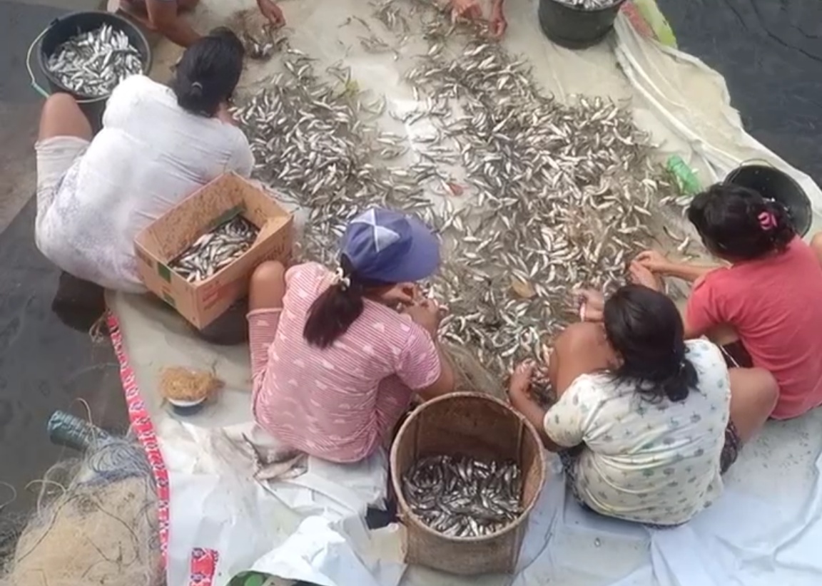 Berkah Panen Ikan Usai Banjir Lamandau