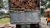 Illegal Logging, 788 Potong Kayu Meranti Diamankan