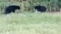 Waduh, 2 Ekor Beruang Madu Dekati Permukiman Penduduk