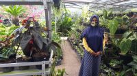 Pandemi Covid-19, Usaha Tanaman Malah Meningkat