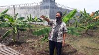 MANFAATKAN LAHAN KOSONG- Napi Narkotika Tanam Pisang dan Budidaya Ikan Nila