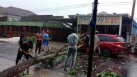 Pohon Tumbang Makan Korban