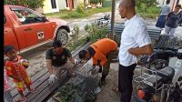 Trenggiling Nyasar ke Halaman Kantor Disbudpar Kotim