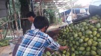 Mangga Asal Jawa dan Banjar Beredar di Palangka Raya