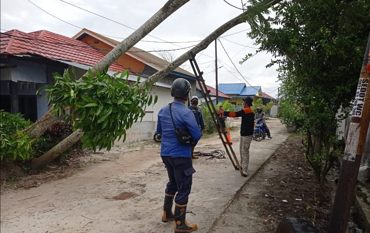 Angin Kencang, Pohon Tumbang di Sejumlah Lokasi