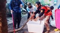 King Kobra 4 Meter Sembunyi di Kolong Rumah Warga