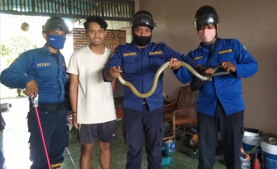 Ngeri! Ular King Kobra Sembunyi di Garasi Rumah
