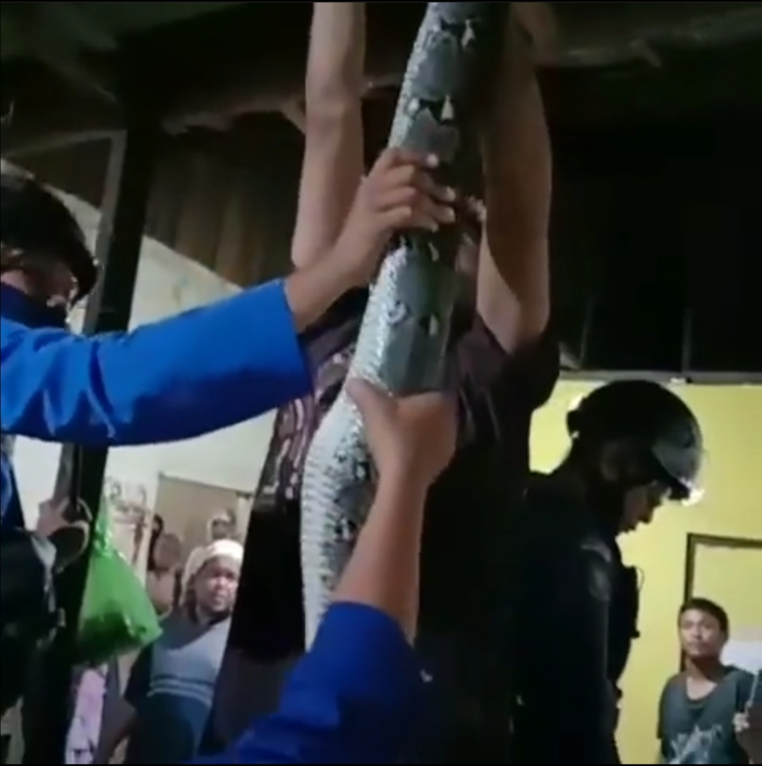 Ngeri! Ular Sanca 3 Meter Sembunyi di Plafon Rumah