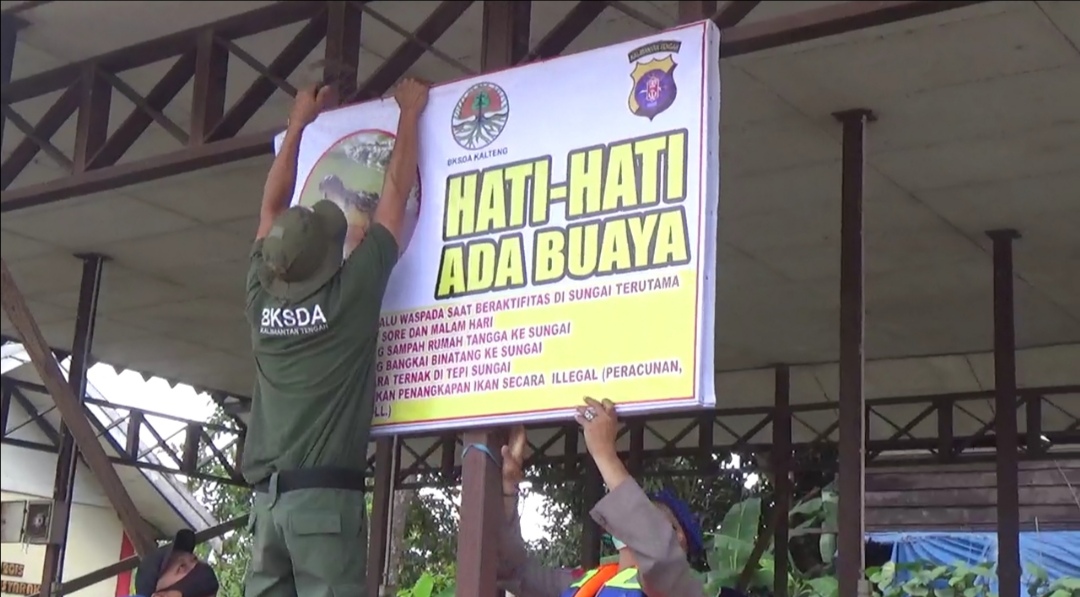 Waspada! Panjang Buaya Lebih 3 Meter
