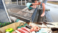 Cuaca Ekstrem Pengaruhi Pasokan Ikan Sungai Turun