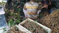 Kelelawar Sebabkan Hasil Panen Kelengkeng Palangka Raya Turun
