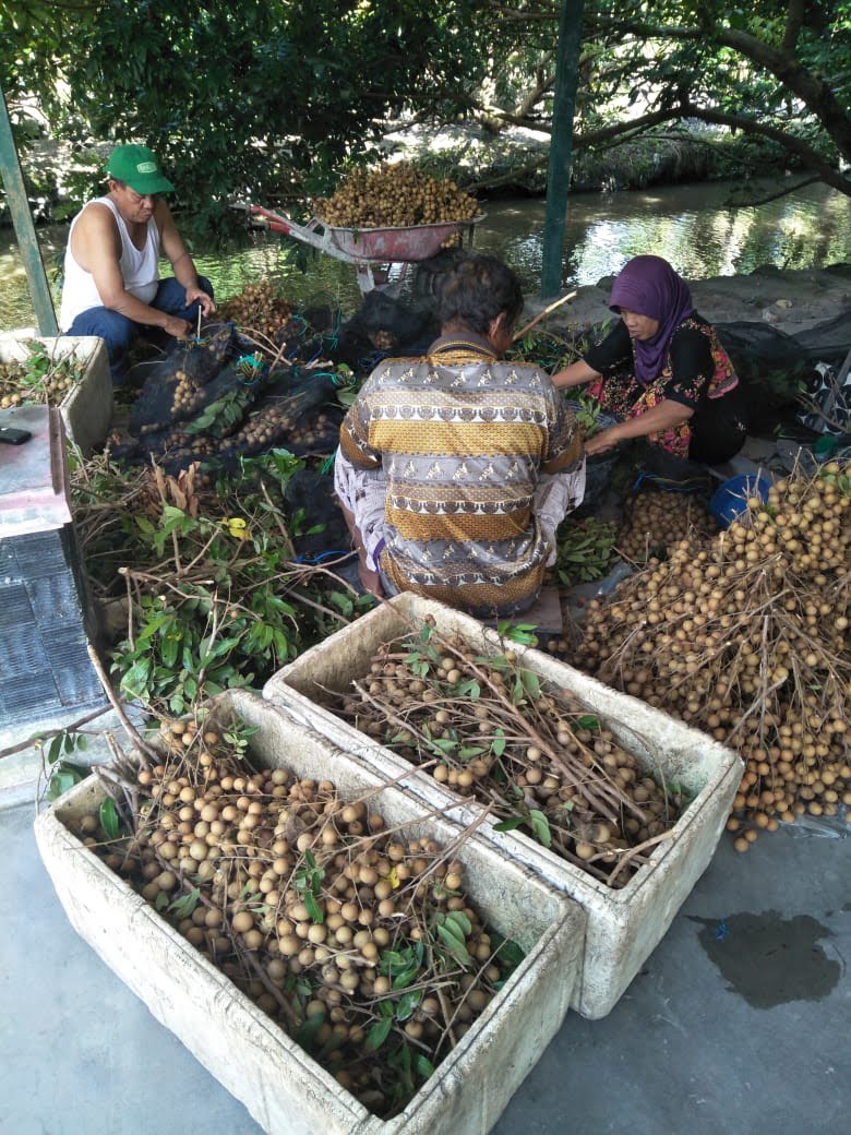 Kelelawar Sebabkan Hasil Panen Kelengkeng Palangka Raya Turun